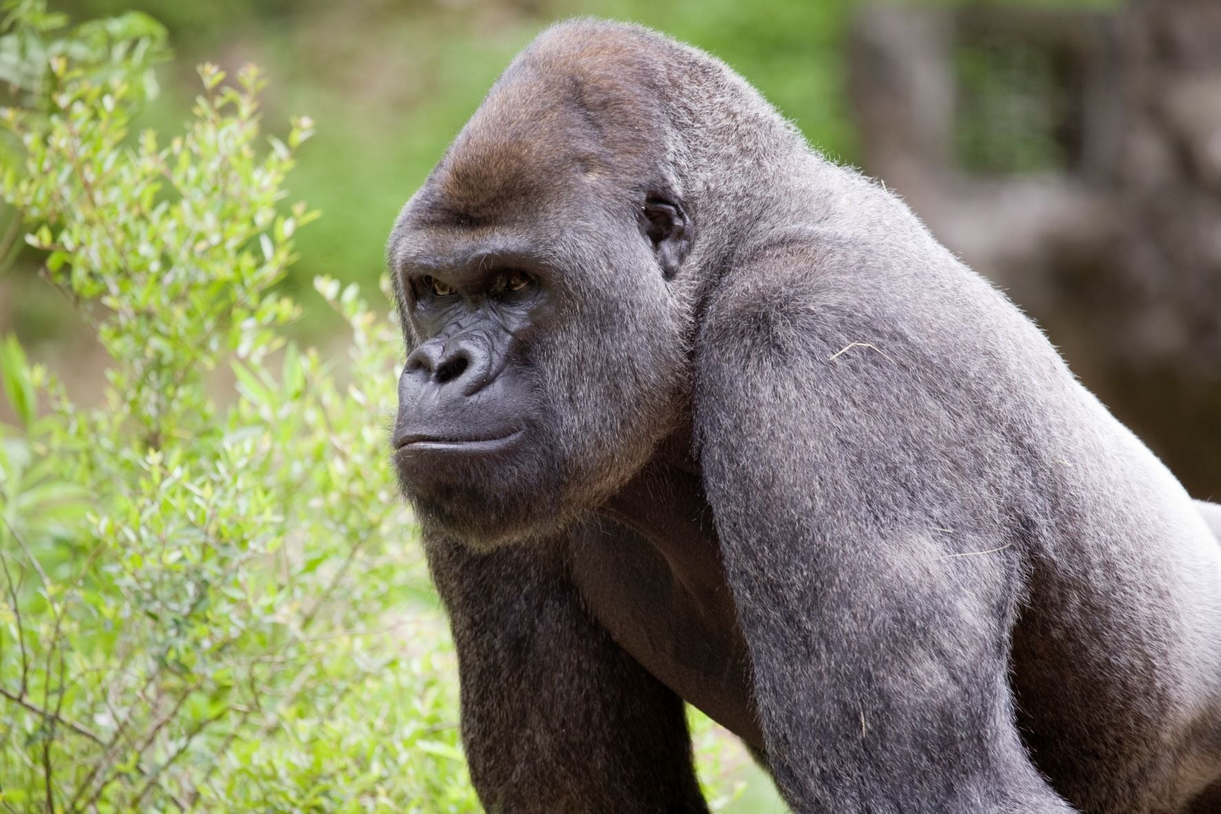 18 Gorillas With Bad Coughs, Runny Noses Test Positive For COVID-19 At Atlanta Zoo