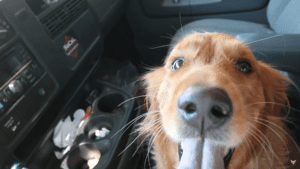Beautiful golden retriever puppy rescued after being tied up to fence