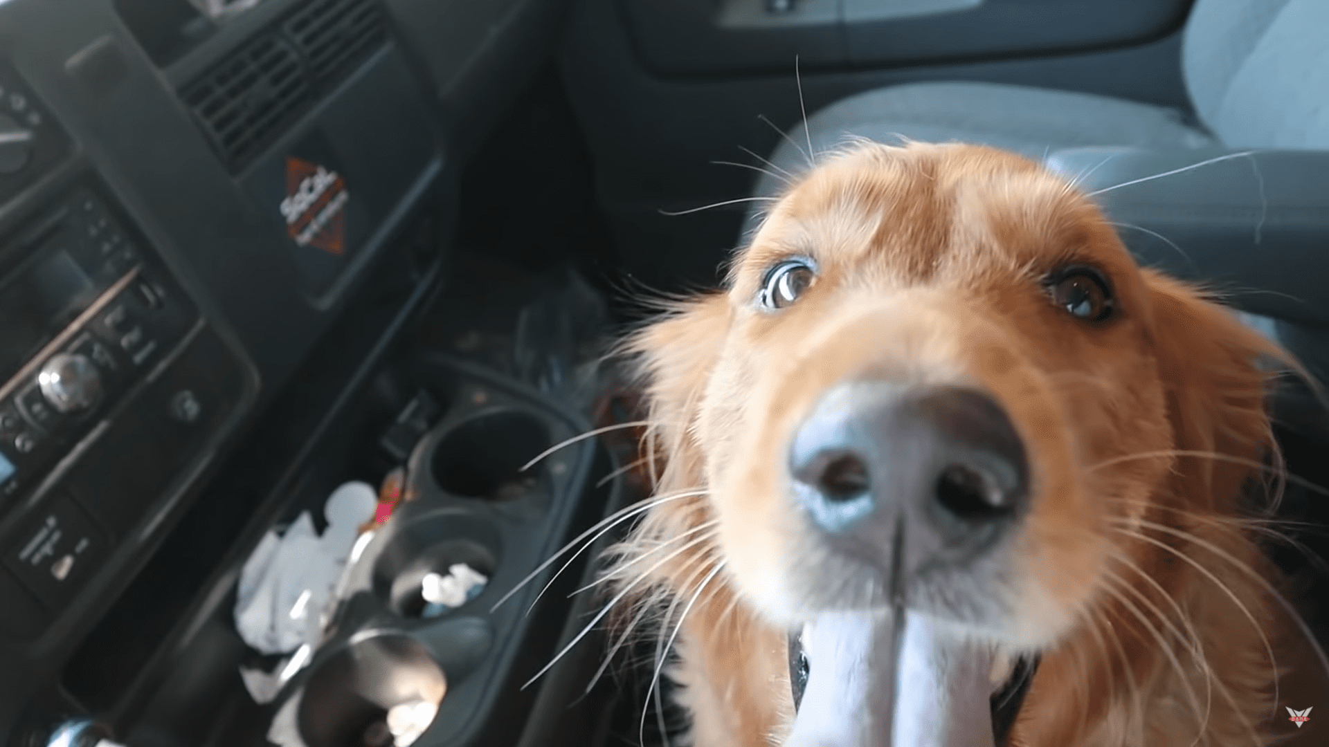 Beautiful Golden Retriever Puppy Rescued after being Tied up to Fence