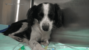 Spaniel puppy who collapses after getting hit by car makes miraculous recovery