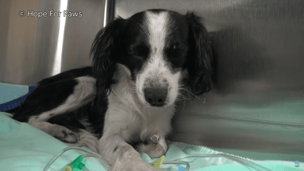 Spaniel puppy who collapses after getting hit by car makes miraculous recovery - photo licensed by shore news network.