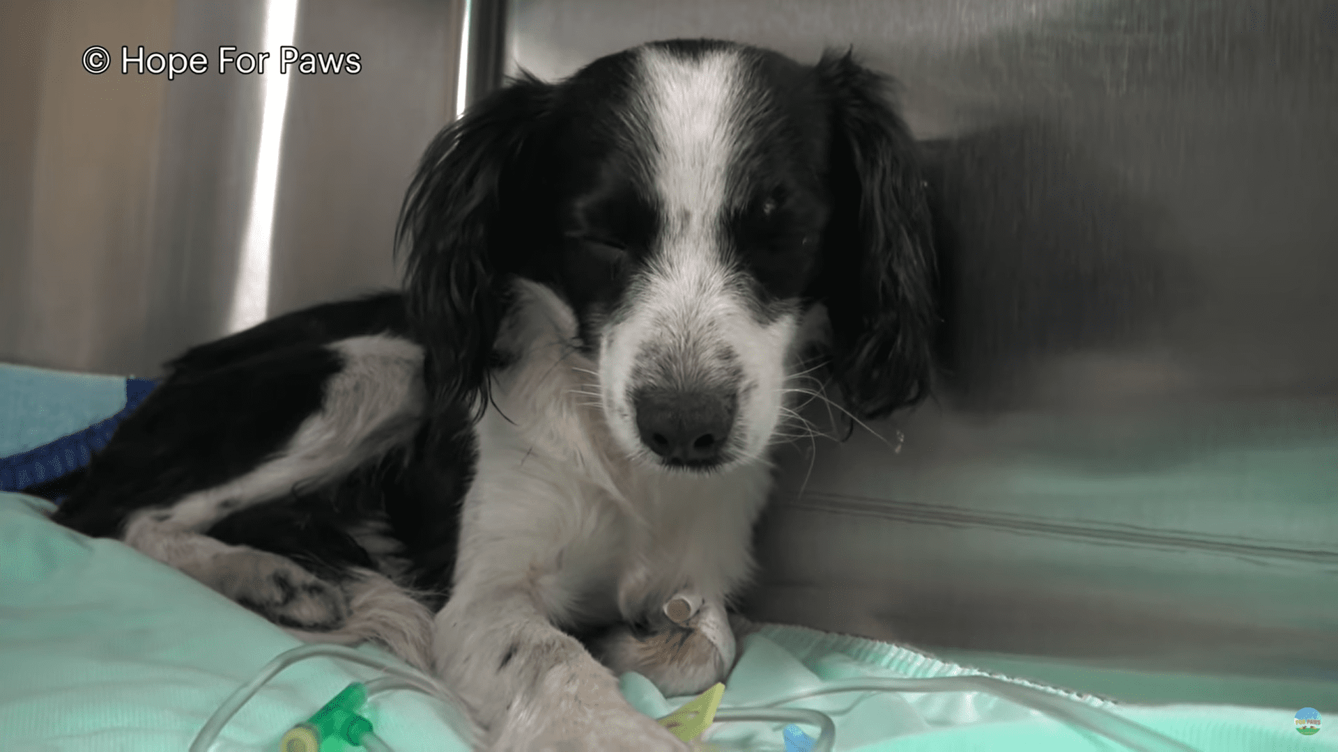 Spaniel Puppy who collapses after getting hit by car makes miraculous recovery