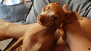 Chihuahua owner confronts thieves trying to steal his dog