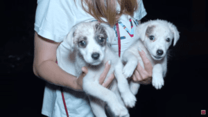 Two tiny puppies dumped in the rain have miracle recovery