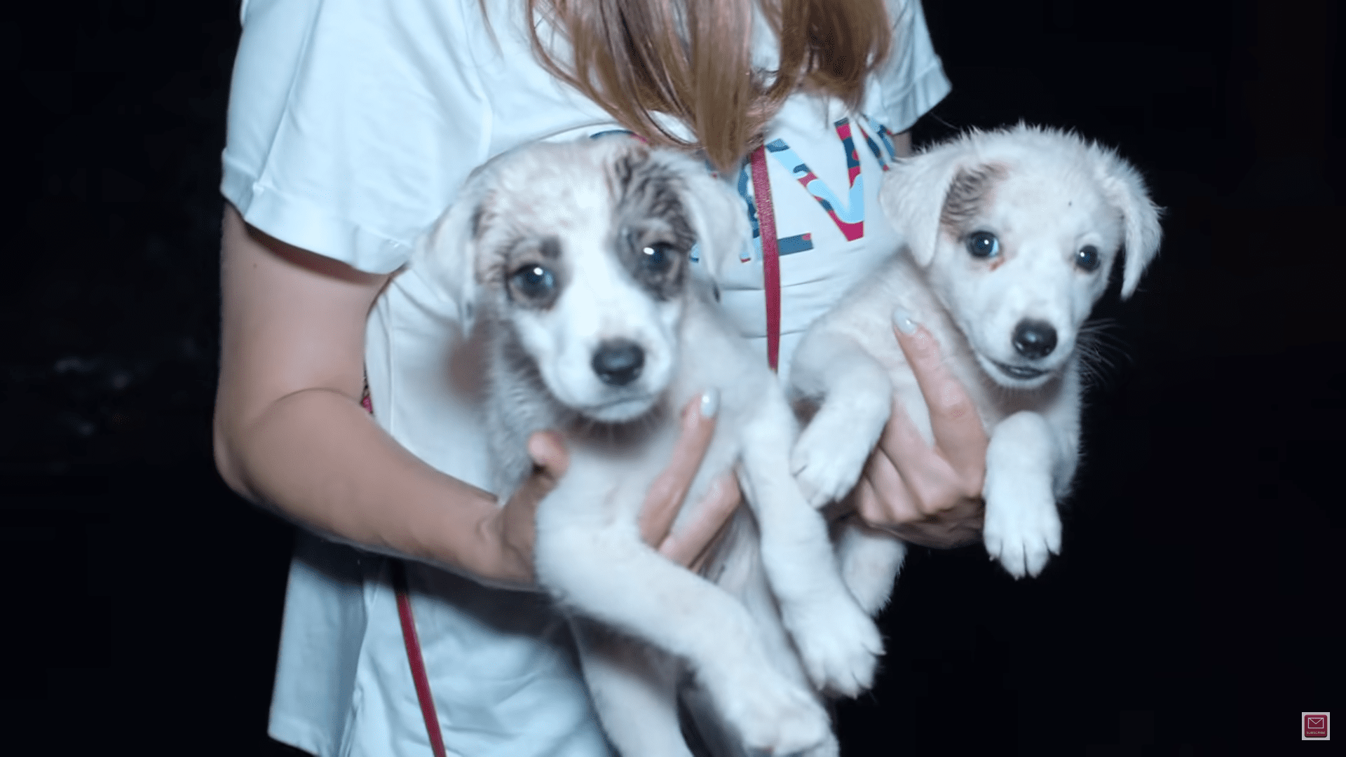 Two Tiny Puppies Dumped in the rain have miracle recovery