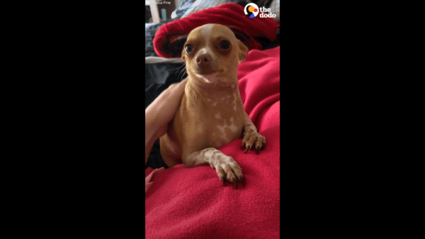 Tiny chihuahua dumped in a ditch rescued in the nick of time - photo licensed by shore news network.