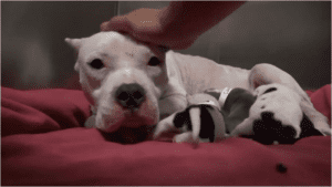 Dumped dog and her beautiful pups get rescued and you won’t believe what happens next Dumped dog and her beautiful pups get rescued and you wont believe what happens next