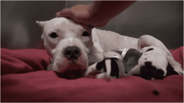 Dumped dog and her beautiful pups get rescued and you won't believe what happens next - photo licensed by shore news network.