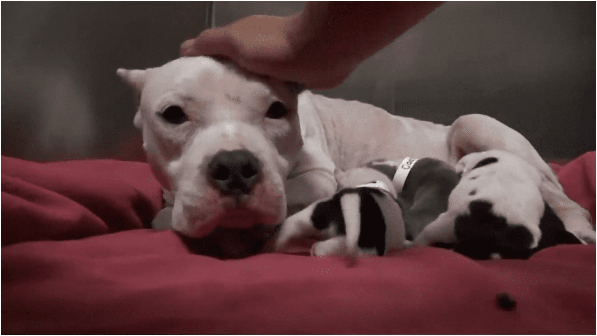 Dumped dog and her beautiful pups get rescued and you won't believe what happens next