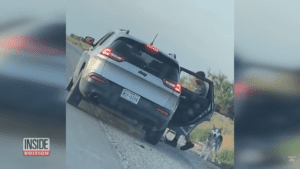 Heartbroken husky dumped on side of road frantically chases deadbeat owners car as it drives away