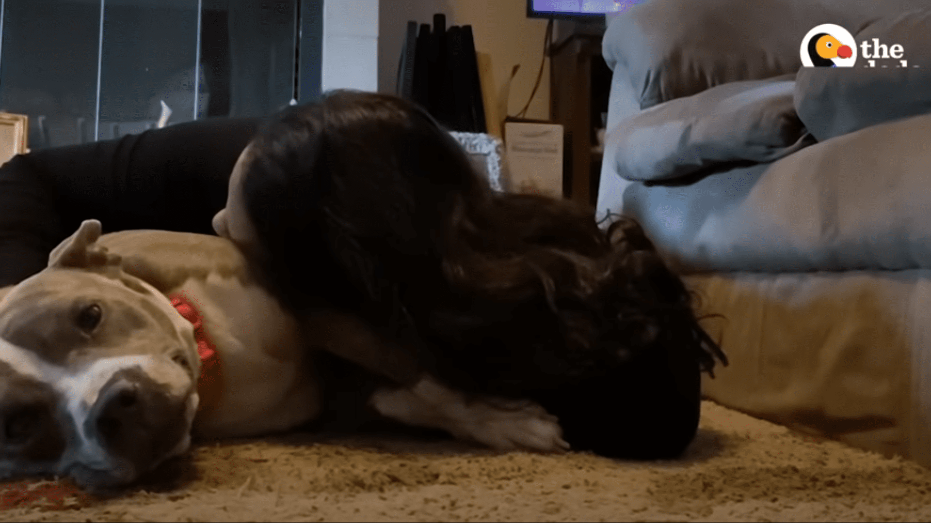 Abandoned skinny dog finds the most perfect person to save her