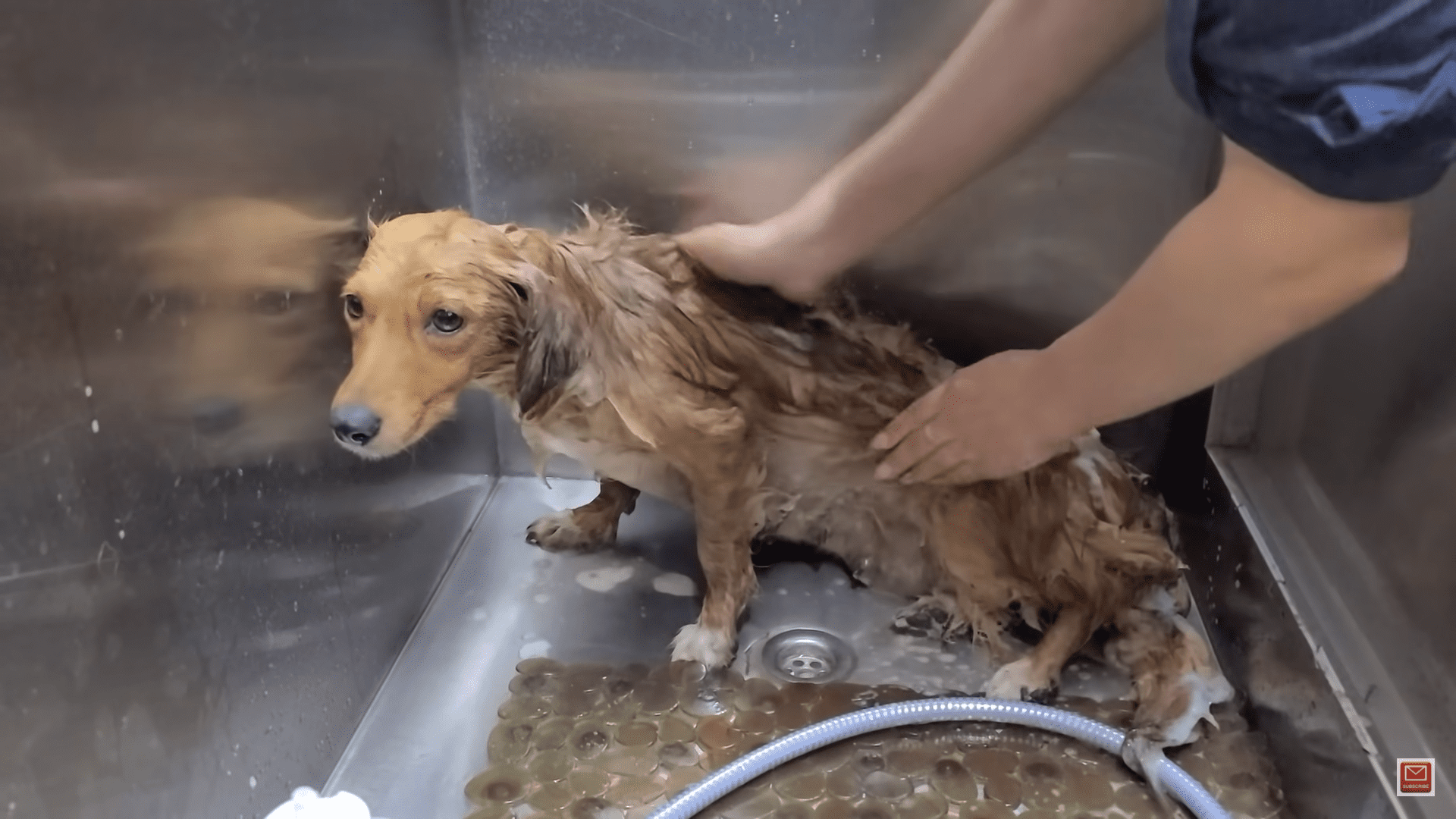 Daschund mama devastated after someone kills her puppies finally gets happy ending