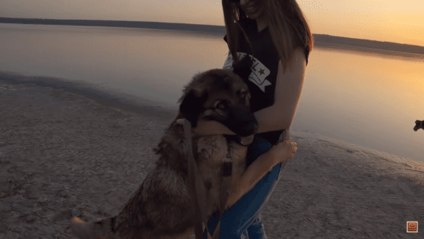 German shepard puppy stares and stares at gate for days hoping owner takes him back
