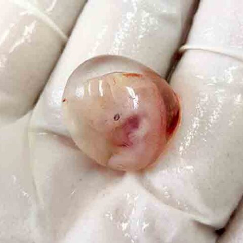 White houses says roe v. Wade needs to be codified by congress to protect abortion rights - photo licensed by shore news network.