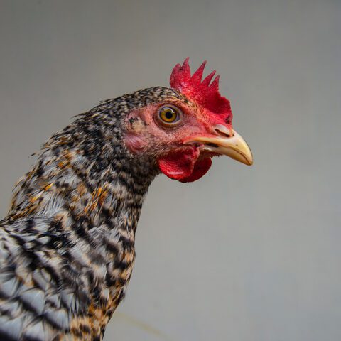 Owner of third cockfighting venue sentenced to prison for illegal animal fighting operation - photo licensed by shore news network.