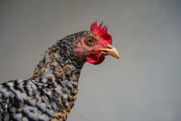 Five charged in Alabama cockfighting and illegal gambling ring
