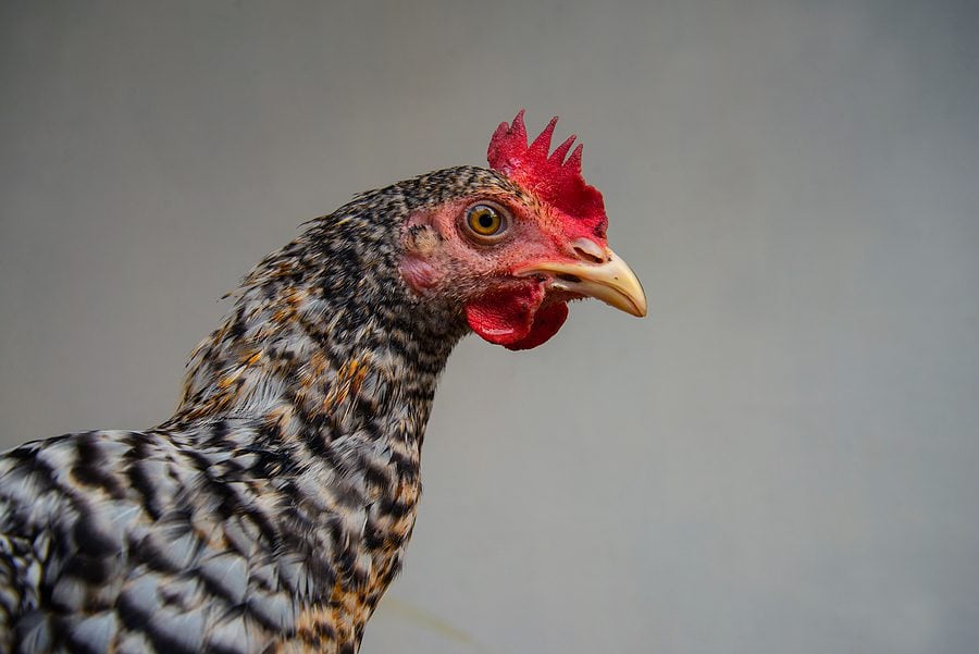 New Jersey Man Admits to Operating Illegal Cockfighting Ring