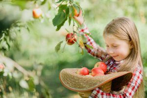 Apple picking 101 for fall family fun
