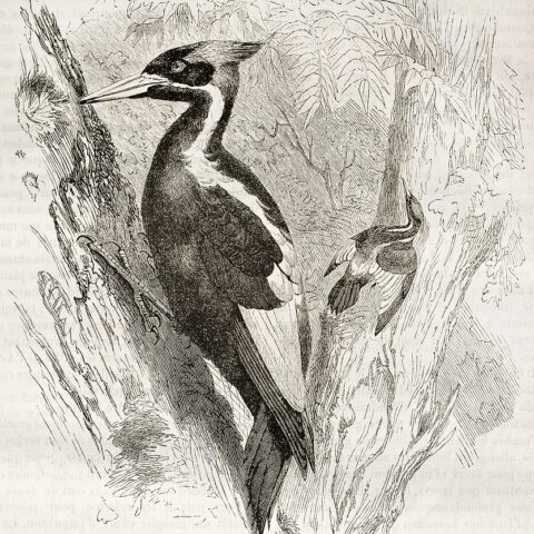 ‘it’s a tragedy’: us declares 22 more animals extinct - photo licensed by shore news network.