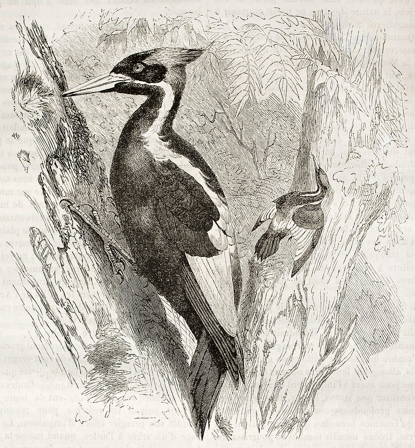 ‘It’s A Tragedy’: US Declares 22 More Animals Extinct