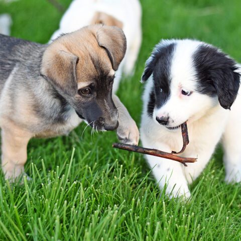 Atco dog breeder charged after selling sick puppy that died - photo licensed by shore news network.