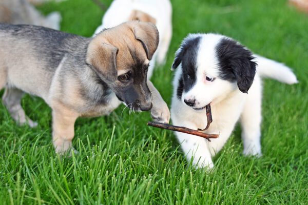 Atco dog breeder charged after selling sick puppy that died