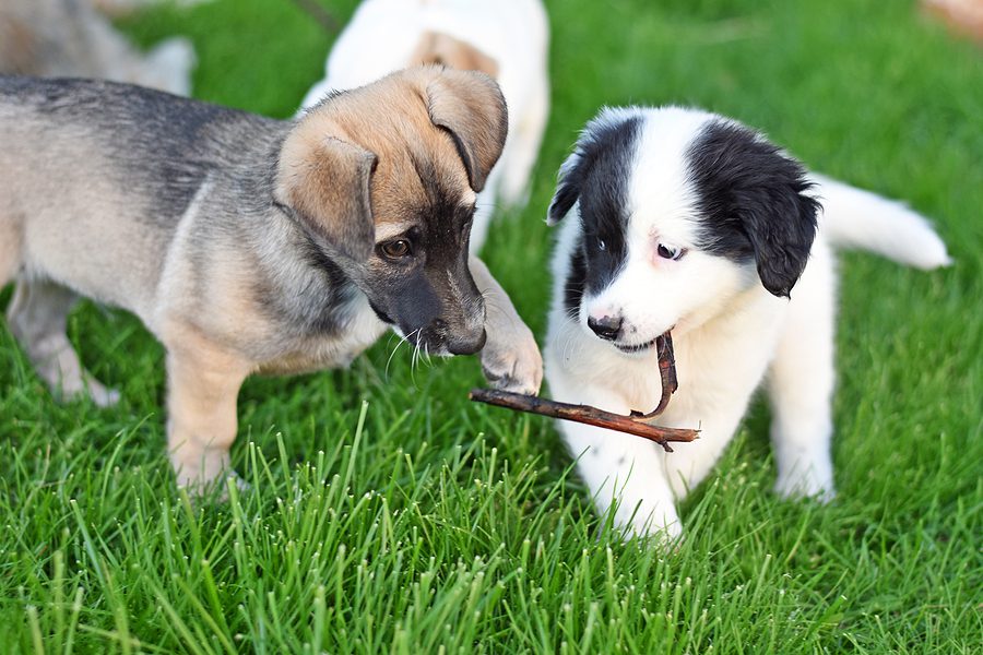 Atco dog breeder charged after selling sick puppy that died