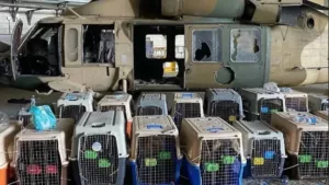 Fact check: did biden administration leave behind dogs owned by americans in botched afghanistan withdrawal?