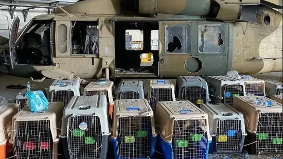 Fact Check: Did Biden administration leave behind dogs owned by Americans in botched Afghanistan withdrawal?