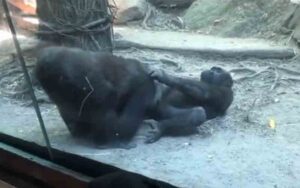 Gorillas get it on in front of children, families at the bronx zoo