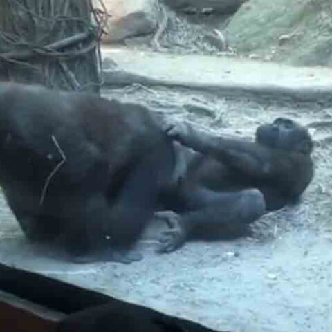 Gorillas get it on in front of children, families at the bronx zoo - photo licensed by shore news network.