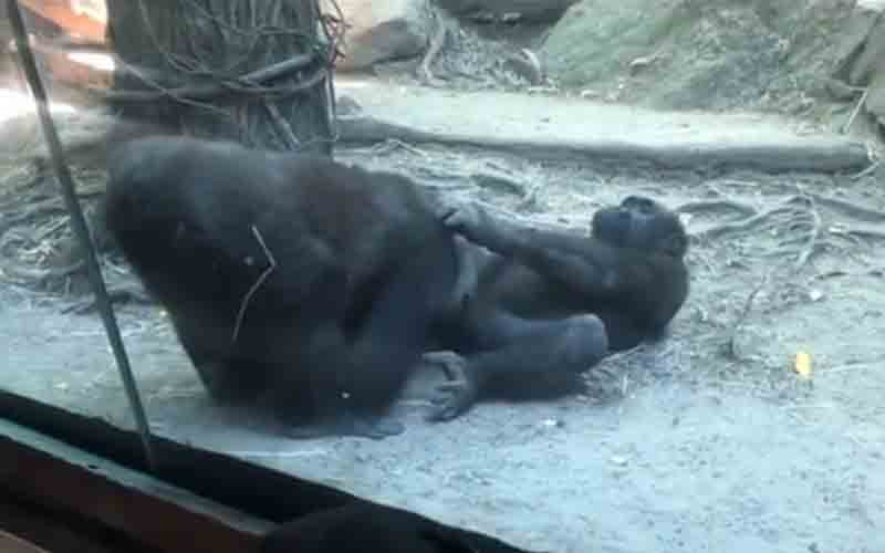 Gorillas get it on in front of children, families at the Bronx Zoo