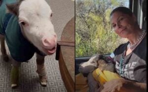 Worlds Tiniest Dwarf Horse about to get put down becomes cuddly lapdog