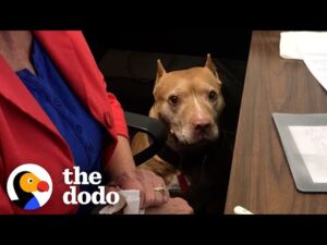 Office pittie has the best attitude about going to work | the dodo pittie nation