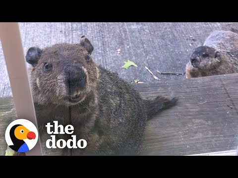 Groundhog Brings His Son To Visit His Human Best Friend | The Dodo Wild Hearts