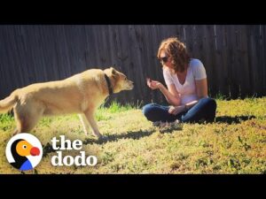 It took years to get this feral dog inside a house | the dodo faith = restored