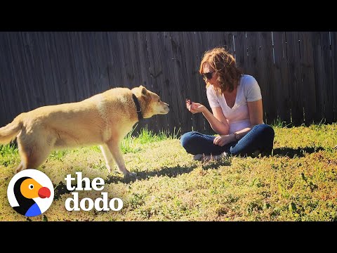 It Took Years To Get This Feral Dog Inside A House | The Dodo Faith = Restored