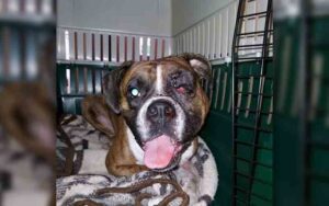 Intoxicated man said dog shot herself in the face, but police didn't buy his story
