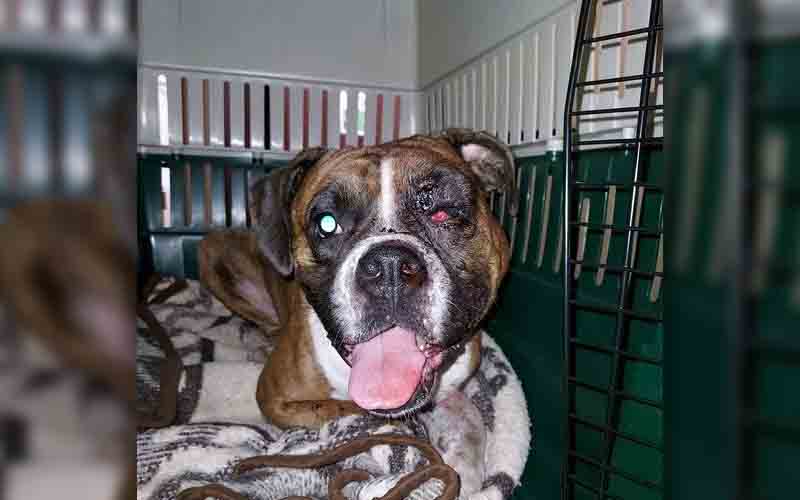 Intoxicated man said dog shot herself in the face, but police didn't buy his story