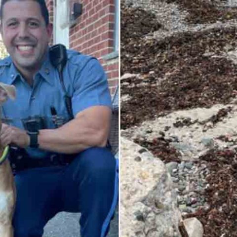 He left his dog tied to steel rod as the tide came in, now he's facing criminal charges - photo licensed by shore news network.