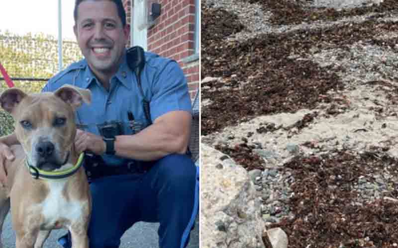 He left his dog tied to steel rod as the tide came in, now he's facing criminal charges