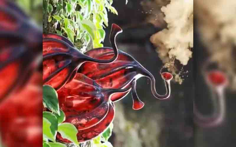 Is this pollen bellowing Oodhu Paavai real?