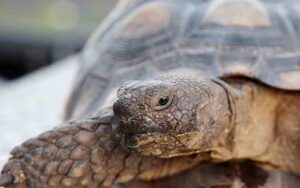 South florida wildlife dealer and company charged in scheme to harvest and sell protected turtles