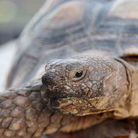 South florida wildlife dealer and company charged in scheme to harvest and sell protected turtles - photo licensed by shore news network.