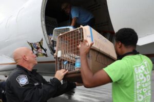 25 rescue dogs arrive at airport rescued from dire conditions in the Caribbean