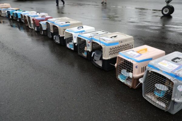 25 rescue dogs arrive at airport rescued from dire conditions in the Caribbean 25 rescue dogs arrive at airport rescued from dire conditions in the Caribbean