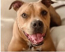 Dallas PD Searches for Suspect that Shot and Killed Dog