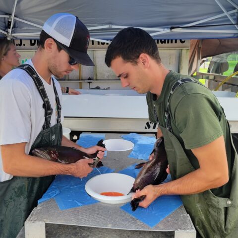 New jersey trout hatchery nets 2 million eggs for 2023 stocking season - photo licensed by shore news network.