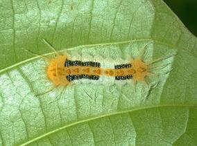 Pineapple shipment destroyed after invasive Amazonian caterpillar found