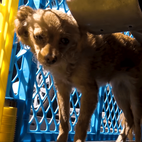 Scared and injured, abandoned chihuahua puppy found under car makes amazing recovery - photo licensed by shore news network.